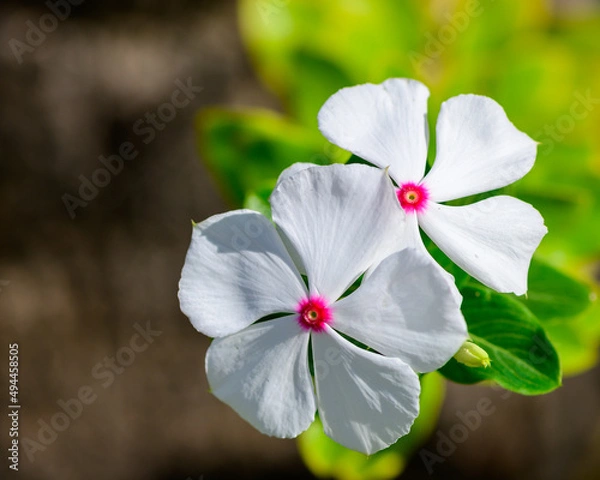 Fototapeta white flowers