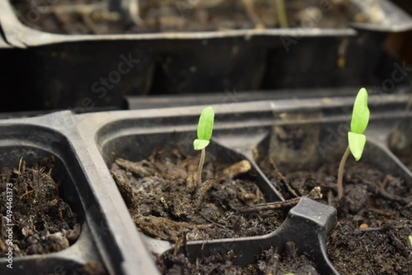 Obraz Plant Sprouts
