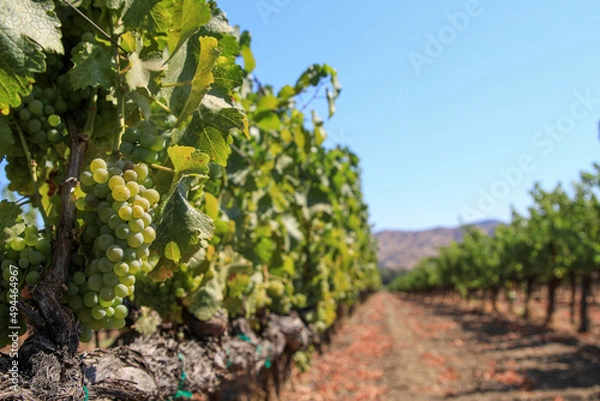 Obraz Ripening Grapes