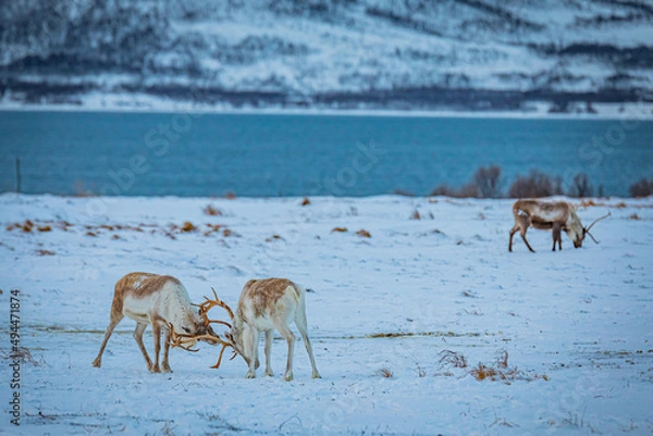 Fototapeta Portrait of a reindeer with antler, Reindeers fight