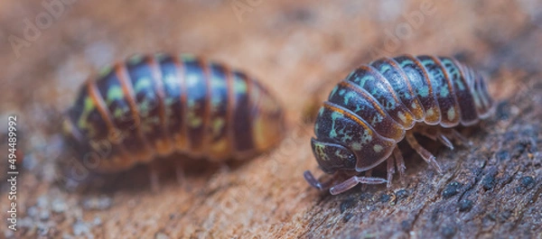 Fototapeta Closeup of a common pill-bug, Armadillidium pulchellum