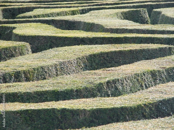 Fototapeta Hedge Maze