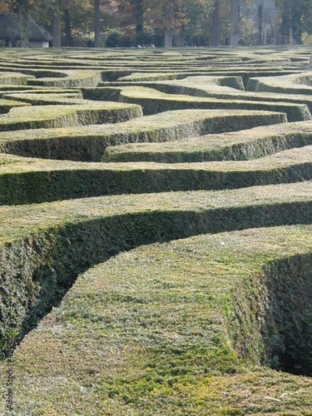 Obraz Hedge Maze