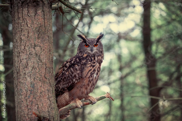 Obraz Eurasian Eagle Owl