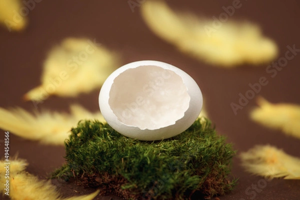 Fototapeta Chicken egg shell in moss on a brown background with yellow feathers