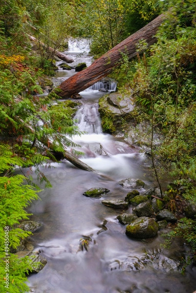 Obraz Gaston Creek Falls, waterfall, olympic national park, log, slow moving water, river, moss, boulders, trees
