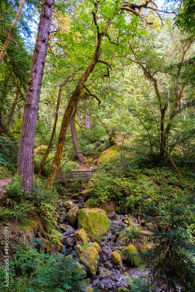 Obraz Redwood state park, Oregon, forest, bridge, trail, landscape
