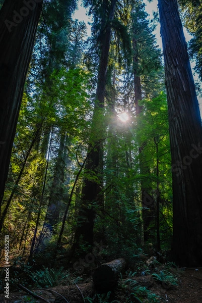 Obraz Richardson Grove, Redwoods, trees, forest sun filtering liht