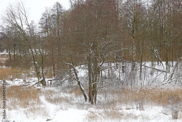 Fototapeta winter forest	