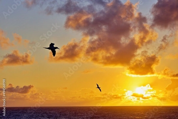 Obraz Sturmvogel im Flug