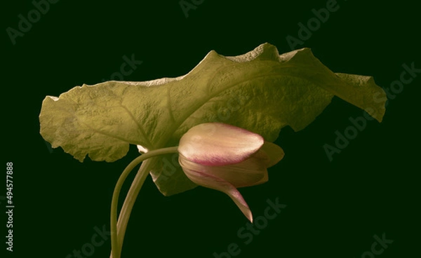 Fototapeta pink tulip and large botanical leaf on black background, studio shot.