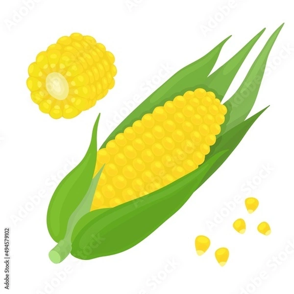 Obraz Vector image of corn on a white background. Corn cob with leaves and grains.
