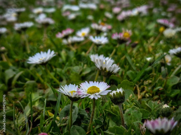 Obraz daisy in the grass