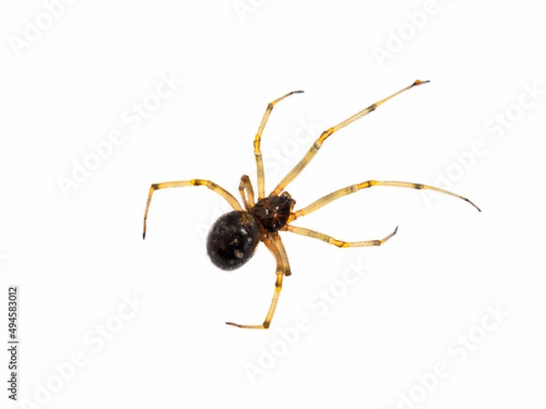 Obraz Small spider isolated on white background
