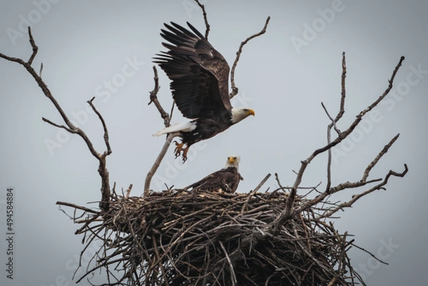 Obraz Bald Eagle in Flight