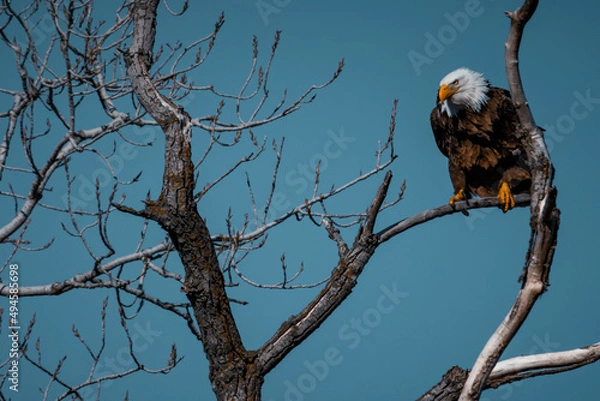 Fototapeta Bald Eagle