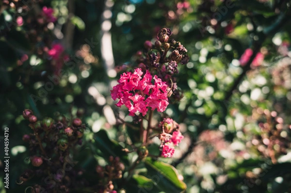 Fototapeta crepe myrtle