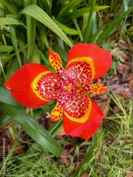 Obraz orange flower in a garden
