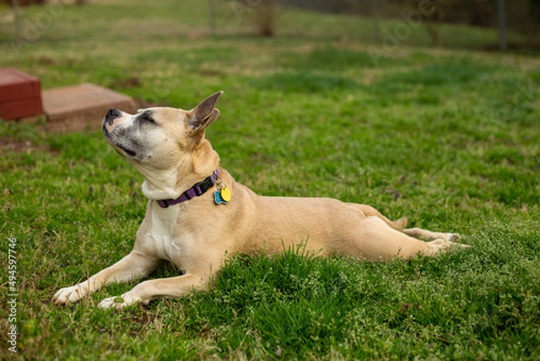 Obraz I Could Take A Nap Out Here!