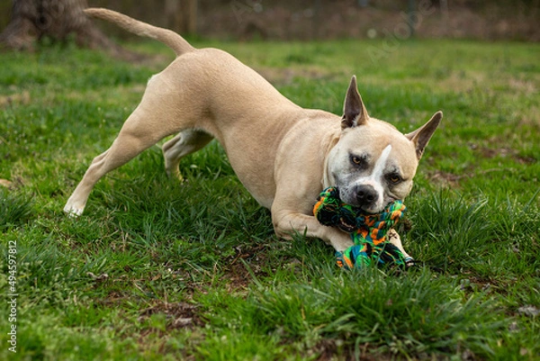 Obraz The Rope Won't Escape!