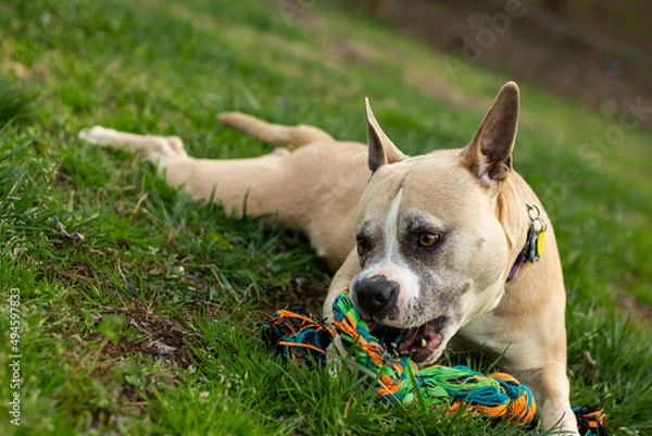 Obraz Playing With Rope is Fun!