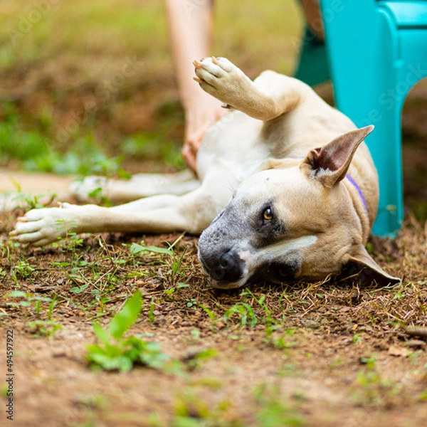 Obraz Ah, This is the Life!