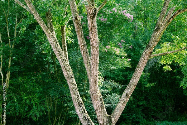 Obraz Shaggy Bark Maple Tree