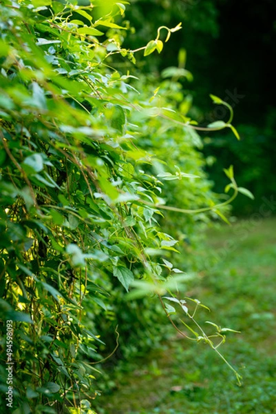Obraz Vining Honeysuckle Hedge