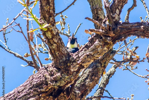 Fototapeta pajaro carpintero bellotero asomado a través de un árbol en zacatecas 