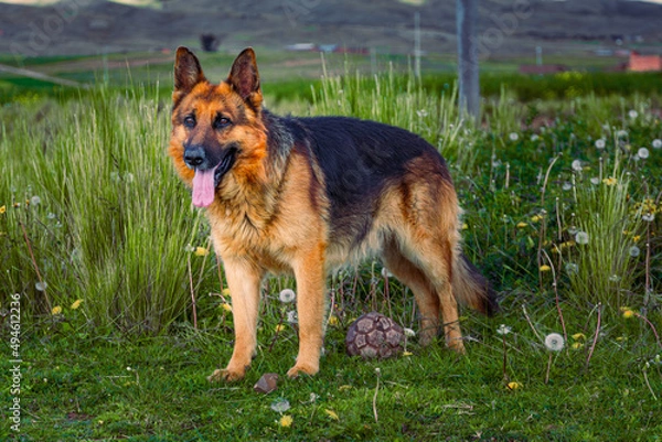 Fototapeta german shepherd dog on grass