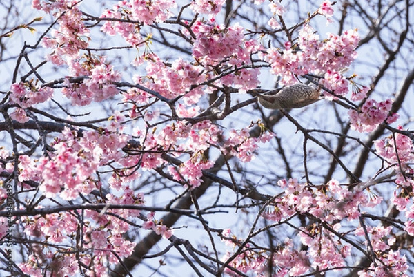 Fototapeta 春の訪れ　満開のオオカンザクラにやってきたムクドリ