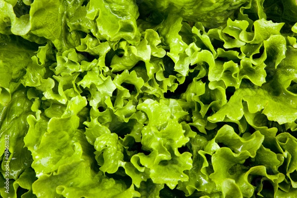 Fototapeta lettuce close up background