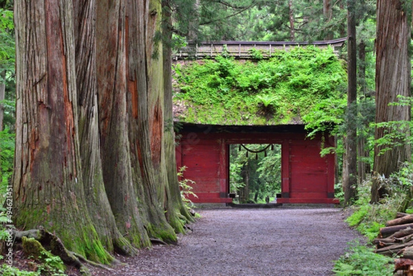 Obraz 戸隠神社奥社参道の杉並木と髄神門