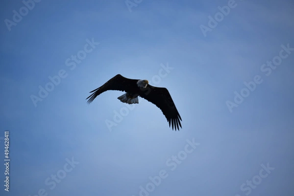 Fototapeta Bald eagle in flight