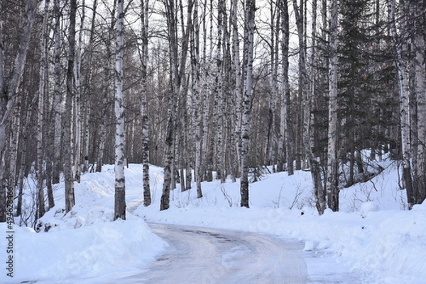 Fototapeta Winter forest