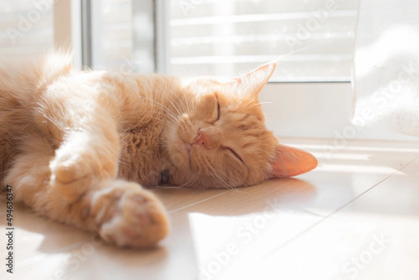 Obraz cute cat staying in front of the window