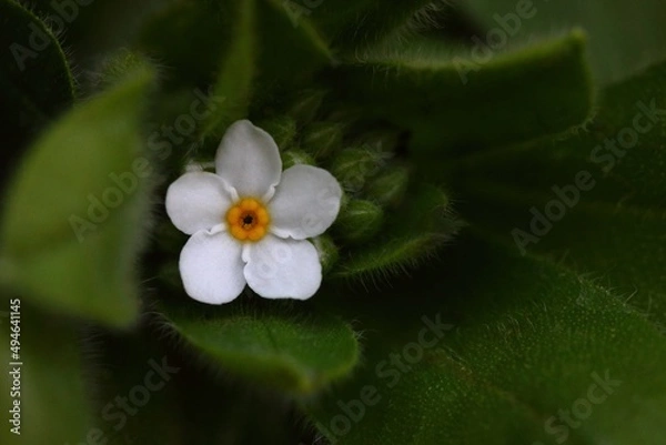 Obraz Myosotis blanche