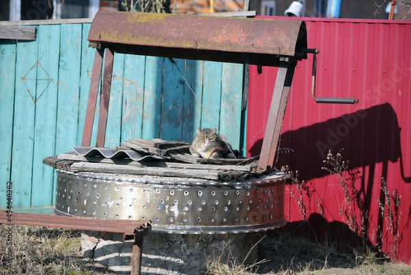 Fototapeta a cat sitting on a well against the background of bright fences