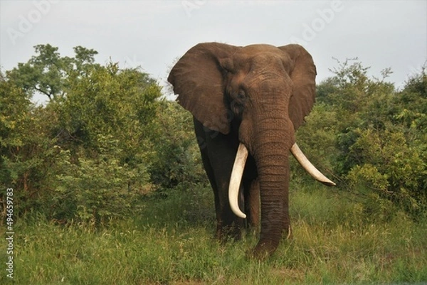 Obraz Elephant