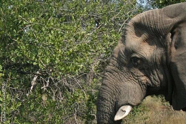 Obraz Elephant