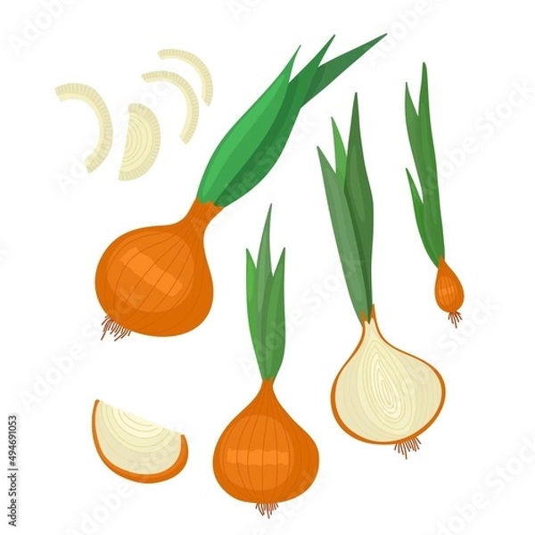 Obraz Vector illustration of onion. Set with whole onion, half and onion rings. Green onion on a white background.