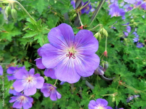 Obraz purple flower in a garden