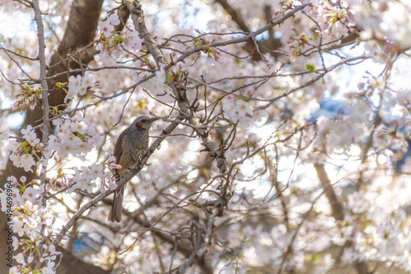 Obraz ムクドリと桜