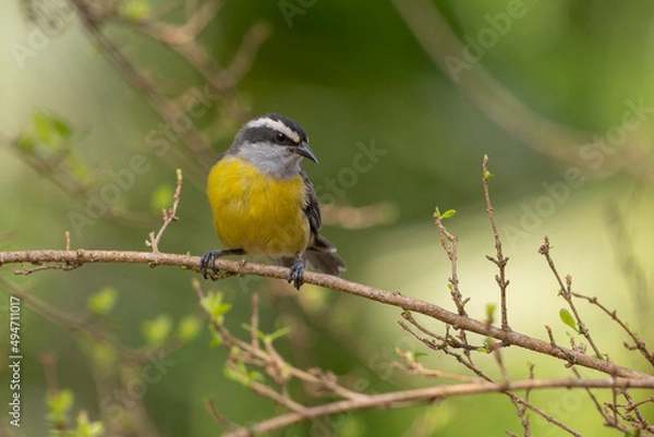 Fototapeta A Bananaquit also known as Cambacica perched on a guava tree. Species Coereba flaveola. Stunning yellow plumage. Bird lover. Birdwatching. Birding.