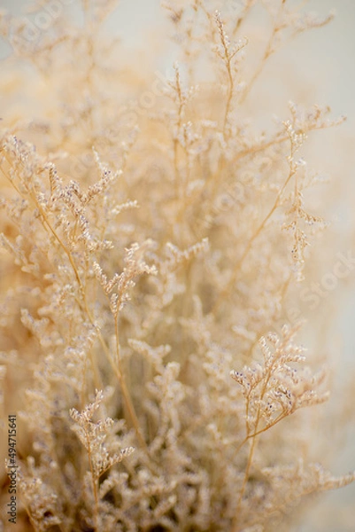 Fototapeta grass in the wind
