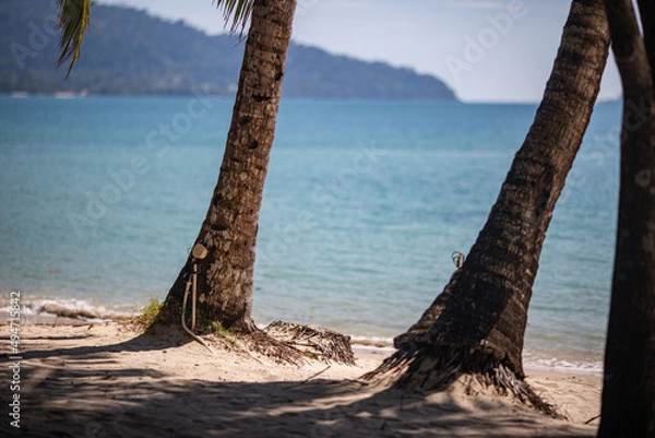 Fototapeta trees on the beach