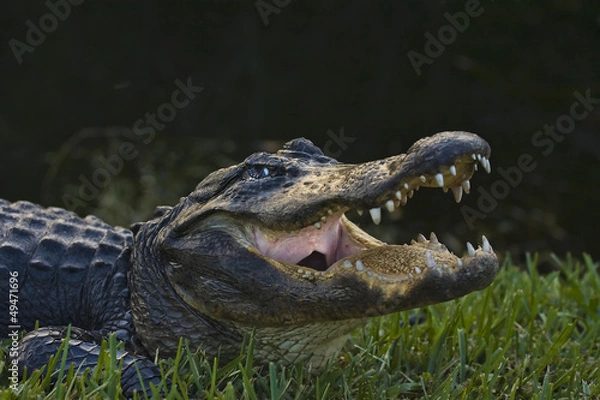 Obraz alligator