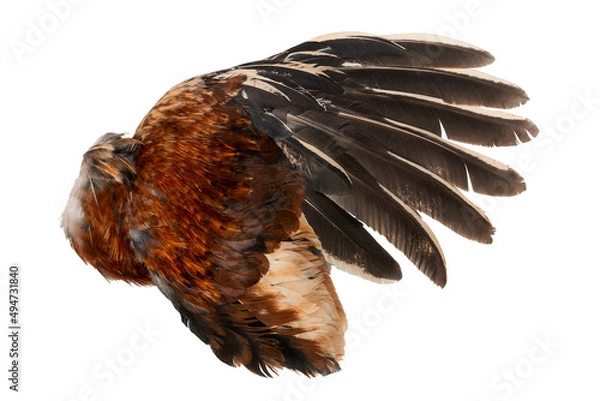 Obraz Wing feathers plumage rooster chicken fowl bird left side isolated