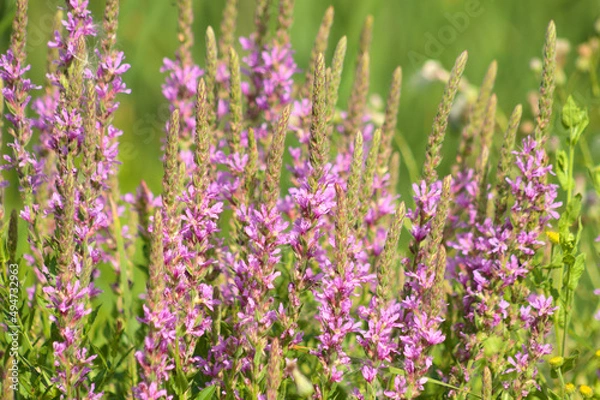 Fototapeta Closeup of purple loosestrife in bloom with selective focus on foreground