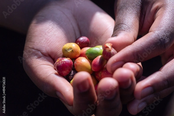 Fototapeta Hands holding Coffee beans 